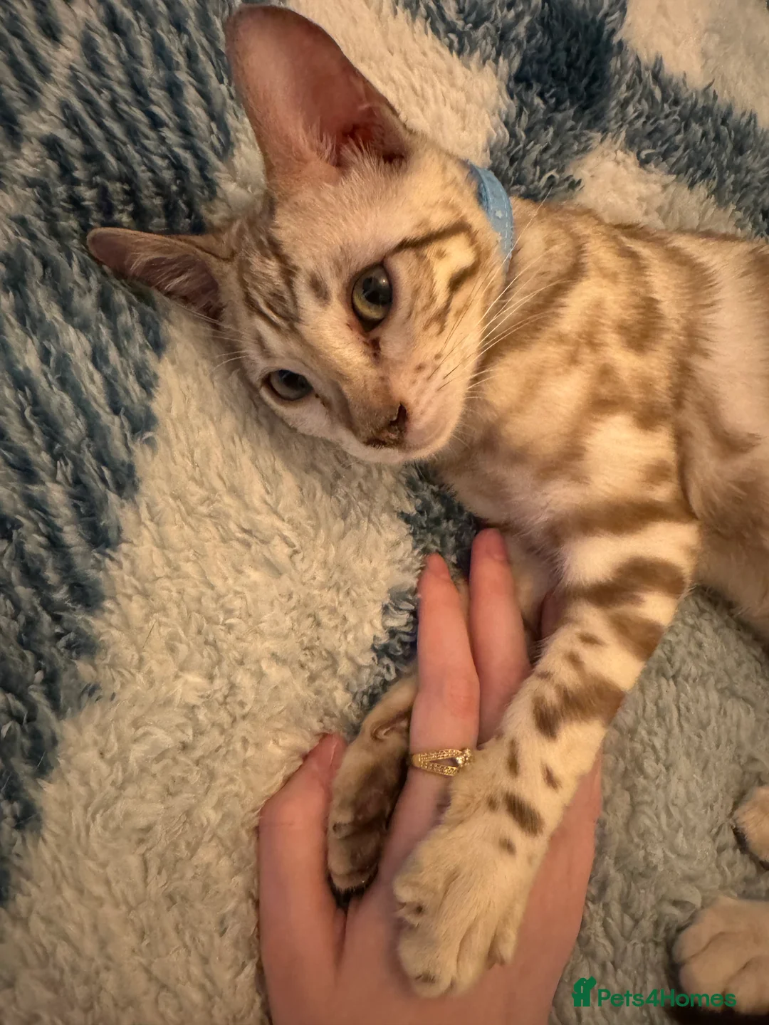 Bengal cats for sale: Bengal snow mink - Advert 2