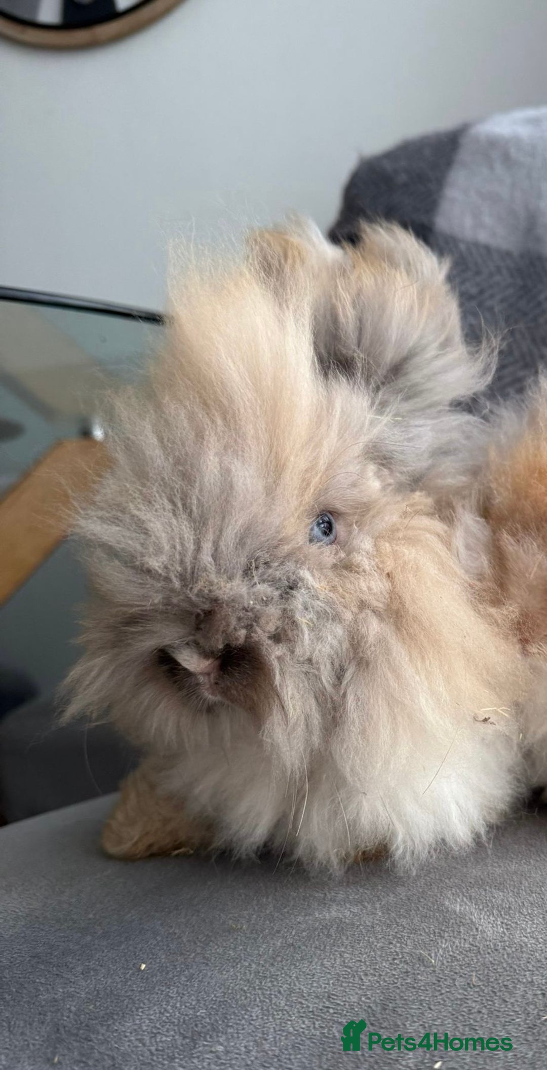 Angora rabbits for sale: English Angora Babies  - Advert 4