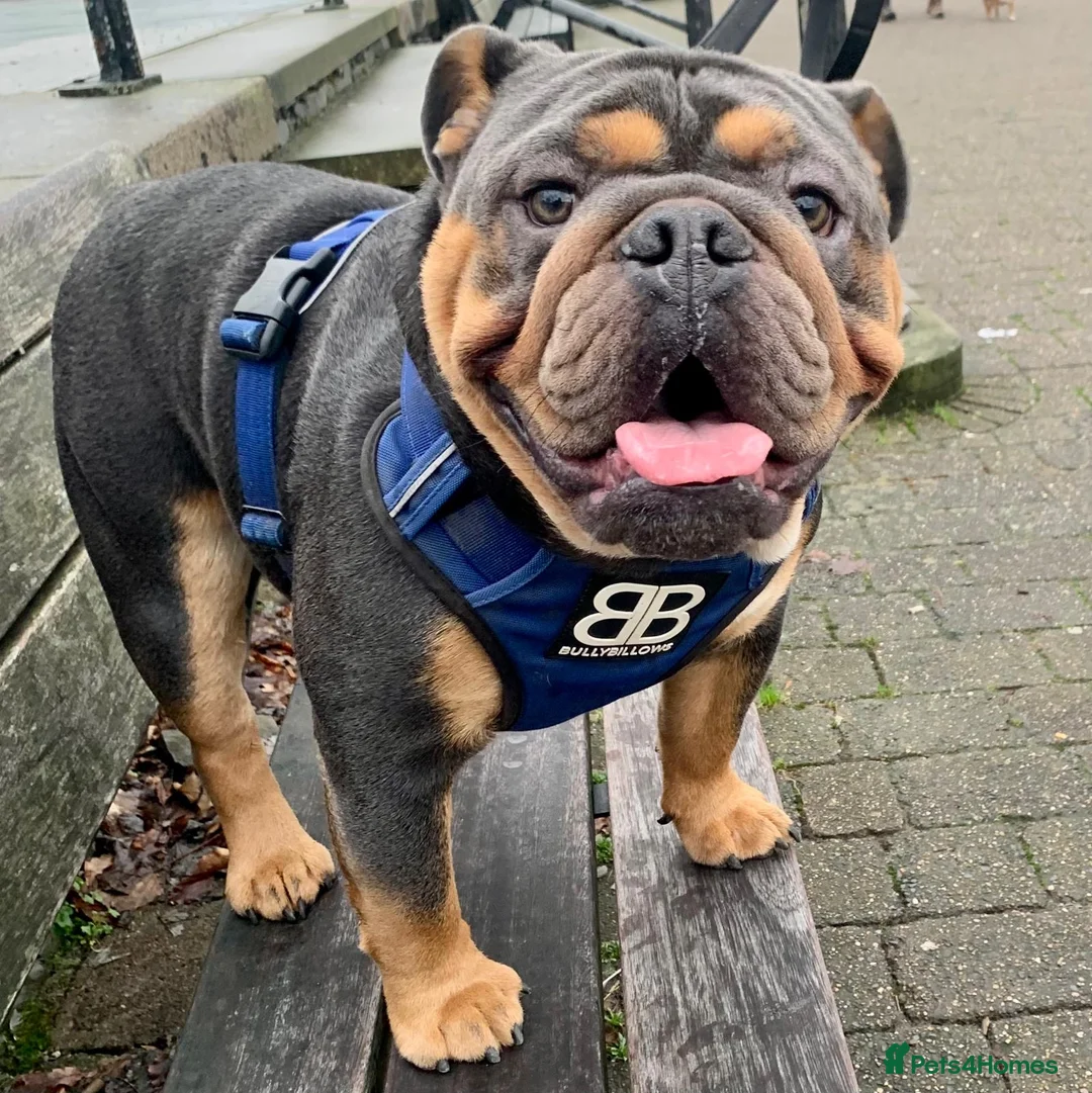 English Bulldog dogs for stud: Blue and tan bulldog stud  - Advert 1