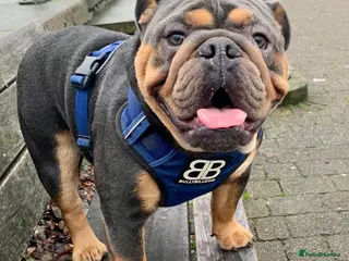 English Bulldog dogs Blue and tan bulldog stud - Advert 7