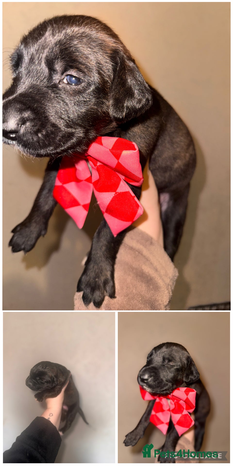 Mixed Breed dogs BelgianMalinois crosses,1 left ready to leave now  - Advert 8