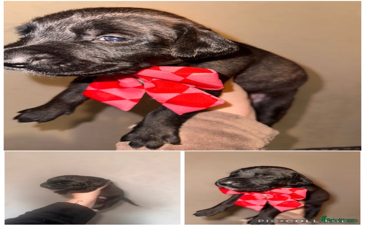 Mixed Breed dogs Belgian Malinois crosses, 3 females left - Advert 16