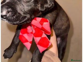 Mixed Breed dogs Belgian Malinois crosses, 3 females left - Advert 17