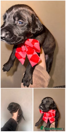 Mixed Breed dogs Belgian Malinois crosses, 3 females left - Advert 16