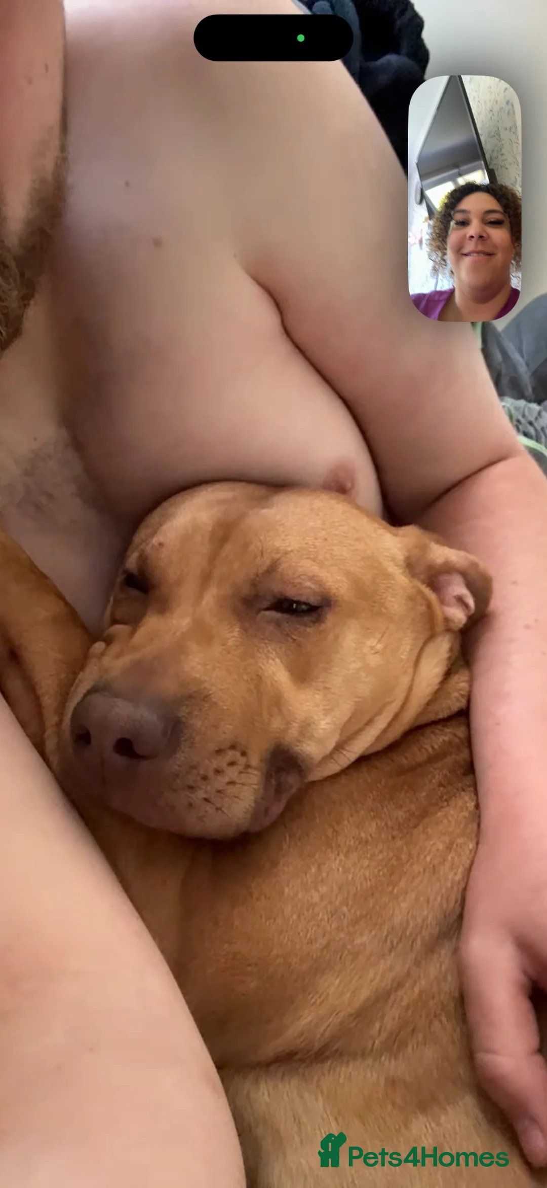 Mixed Breed dogs for sale: Narla in Manchester - Advert 6
