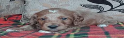 Cockapoo dogs for sale: Cockapoo puppies for sale south wales - Advert 13