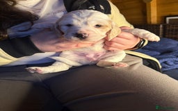 Cocker Spaniel dogs for sale: Cocker spaniel pups - Image 4