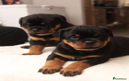 Rottweiler dogs for sale: Exceptional Rottweiler Puppies - Advert 10