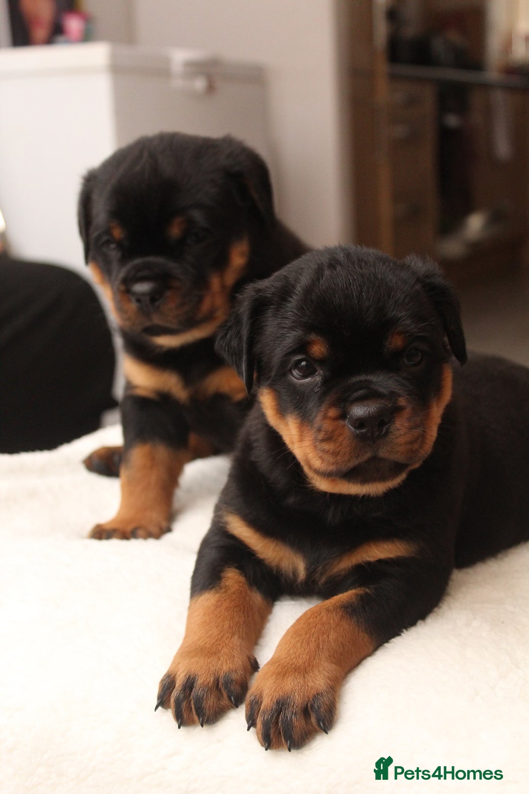 Rottweiler dogs for sale: Exceptional Rottweiler Puppies - Advert 10