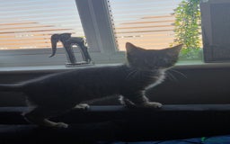 British Longhair cats for sale: Kittens - Image 4