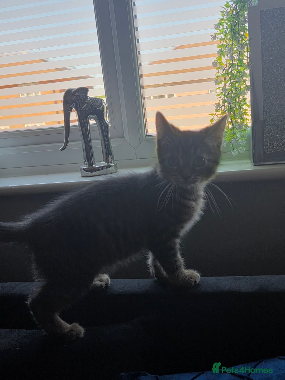 British Longhair cats for sale: Kittens - Image 4