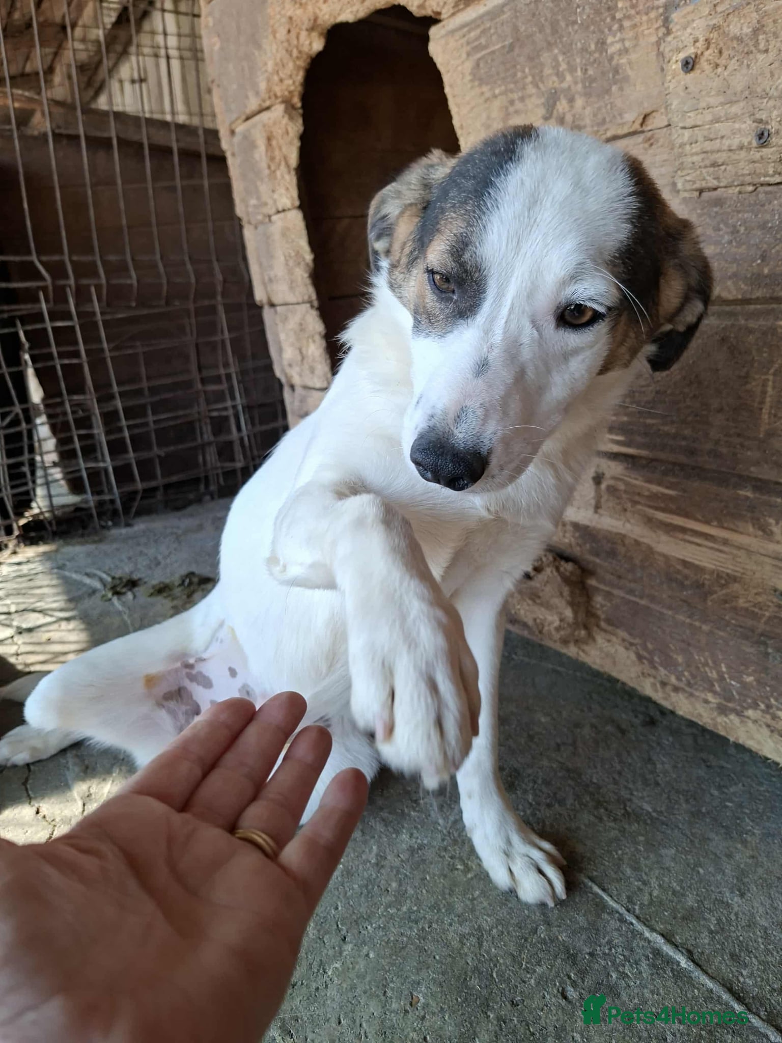 Mixed Breed dogs Carrie - Stowmarket Suffolk  - Advert 16