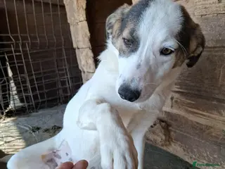 Mixed Breed dogs Carrie - Stowmarket Suffolk - Advert 1