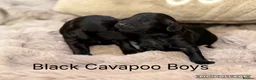 Cavapoo dogs for sale: Stunning coloured F1 Cavapoo’s - Advert 3