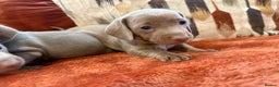 Miniature Dachshund dogs for sale: KC Reg Isabella & Tan Miniature Dachshund Puppies - Advert 1