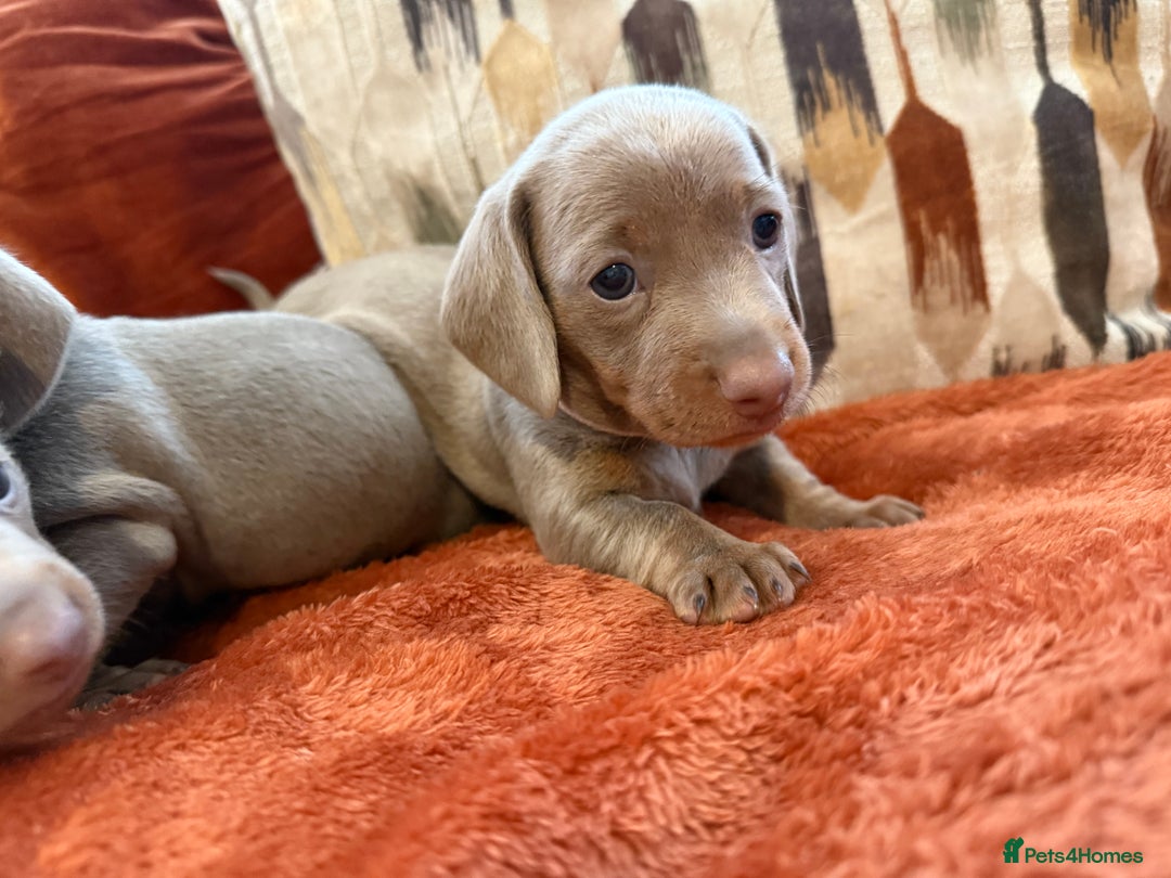 Miniature Dachshund dogs for sale: KC Reg Isabella & Tan Miniature Dachshund Puppies - Advert 1