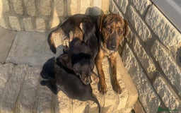 Mixed Breed dogs for sale: Puppys - Image 4