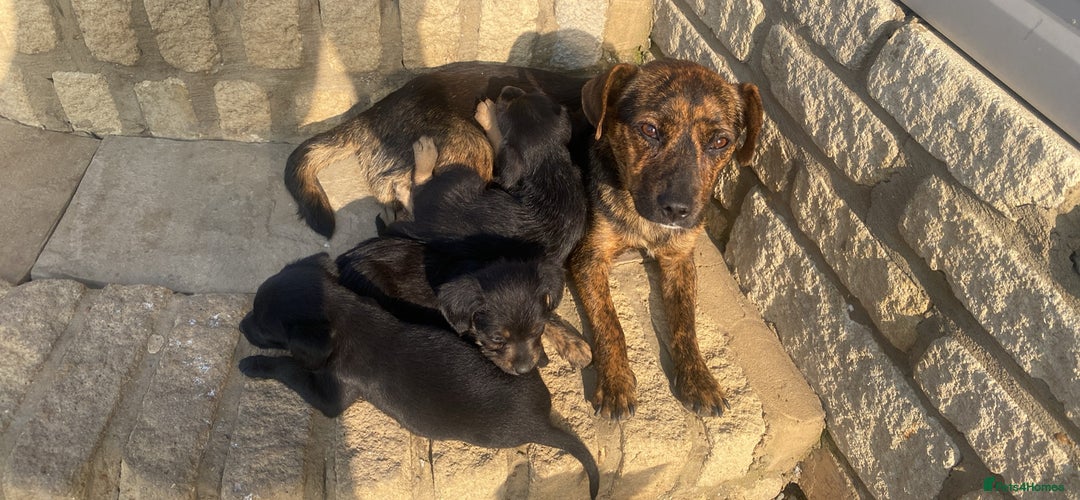 Mixed Breed dogs for sale: Puppys - Image 4