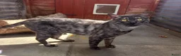 Bengal cats for stud: Unique Black Smoke Bengal stud boy - Advert 6