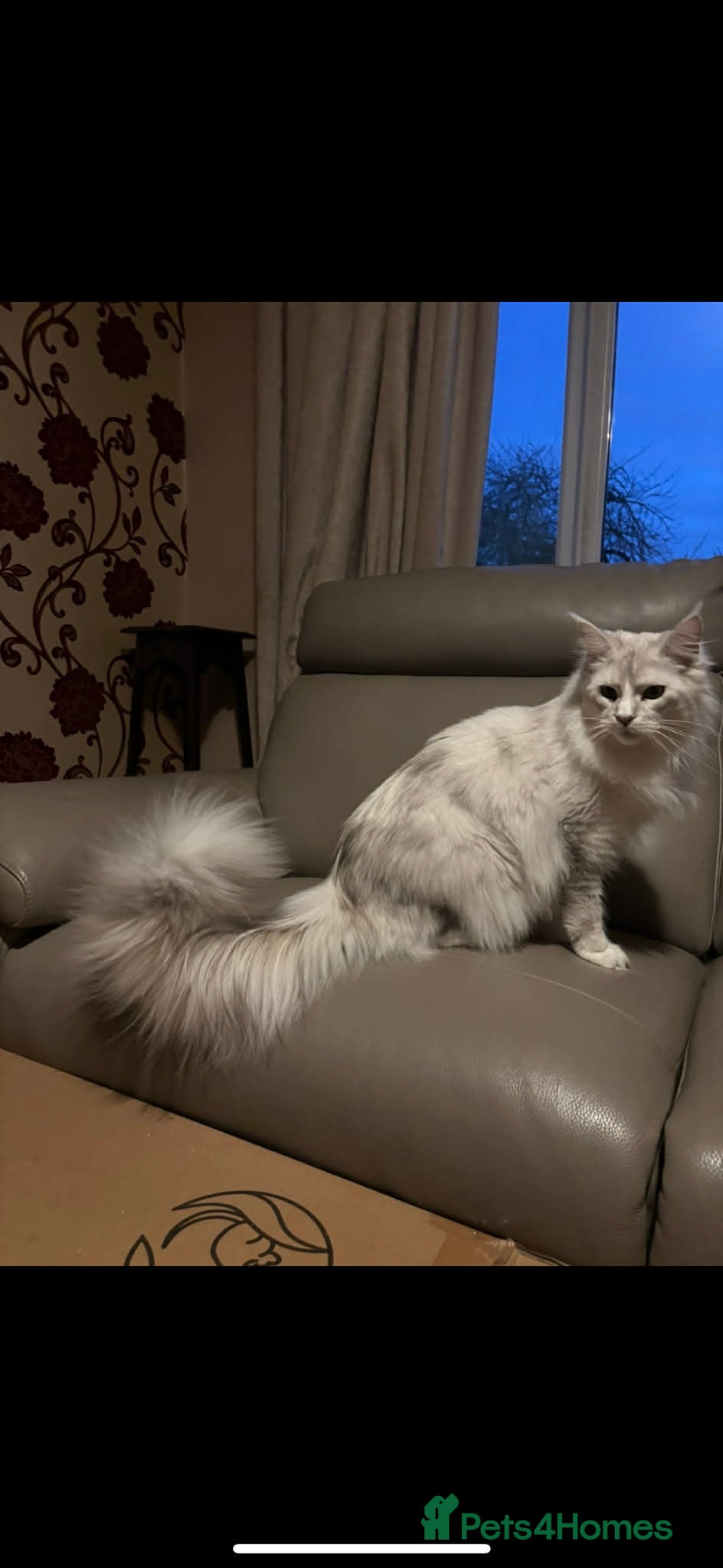 Maine Coon cats TICA registered Maine coons  - Advert 14