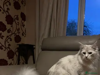 Maine Coon cats TICA registered Maine coons - Advert 14