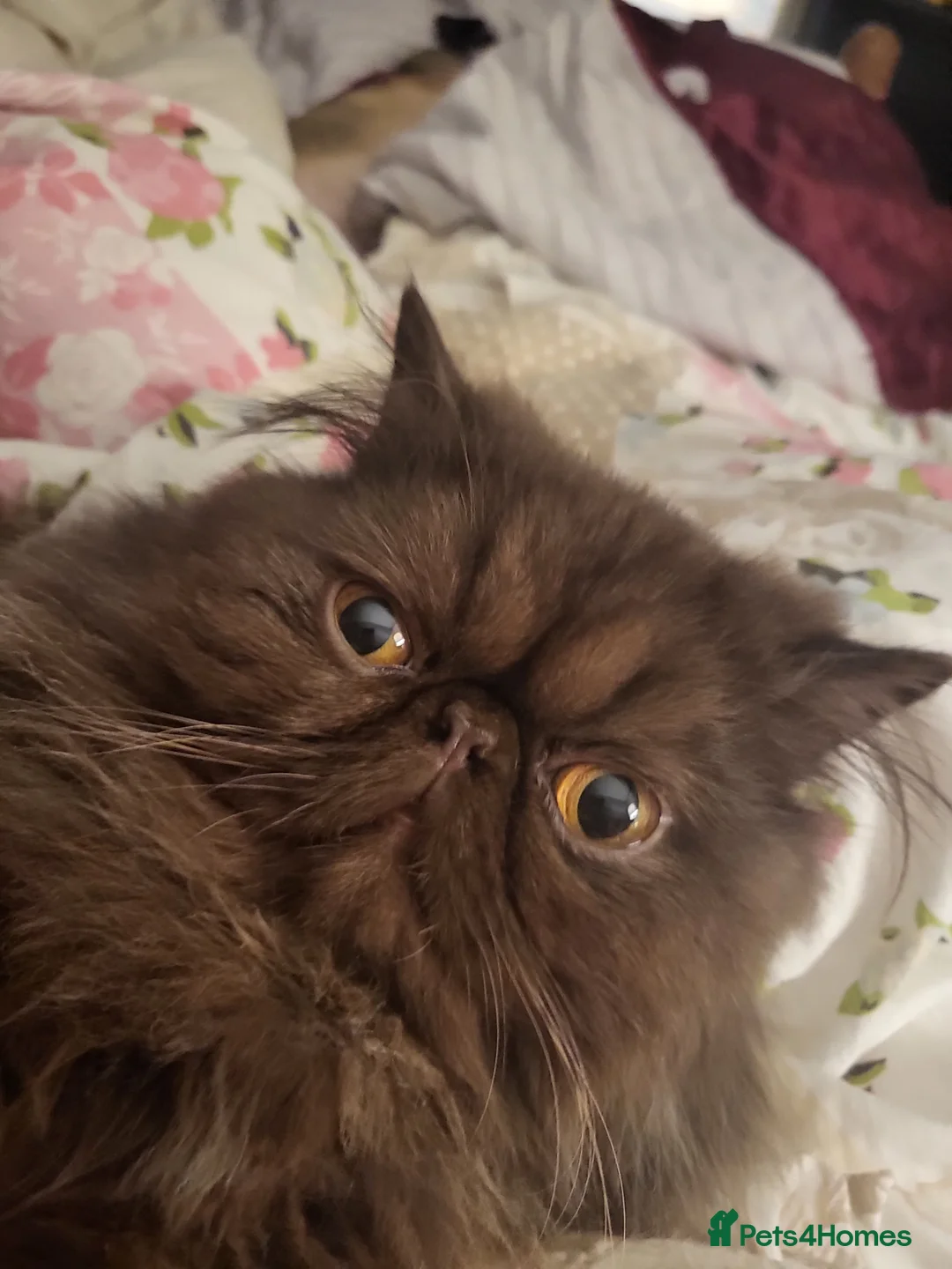 Persian cats for stud: Brown Teddy Bear Persian Stud in Wells - Advert 3