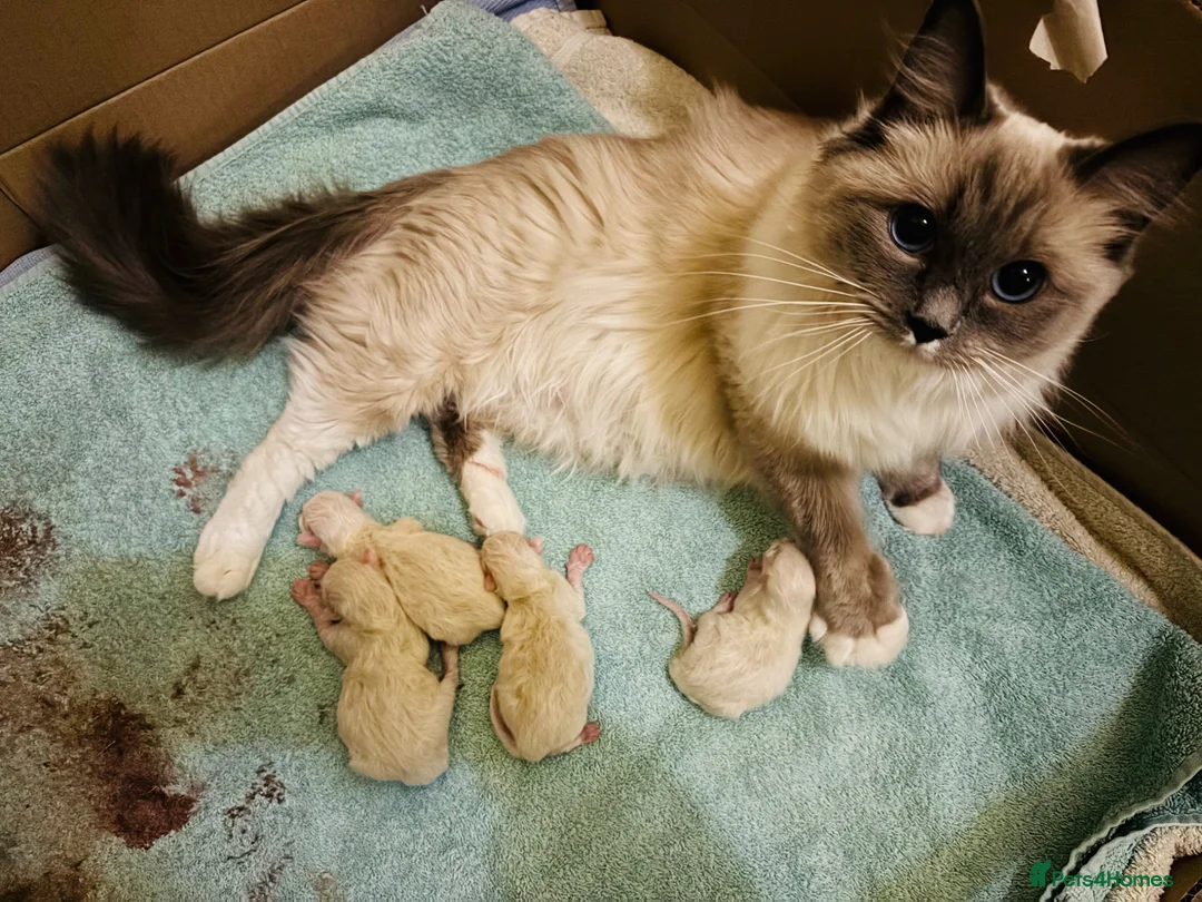Ragdoll cats for sale: PUREBRED RAGDOLL KITTENS *INC VACS & INSURANCE* - Advert 12