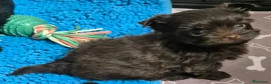 Yorkshire Terrier 3