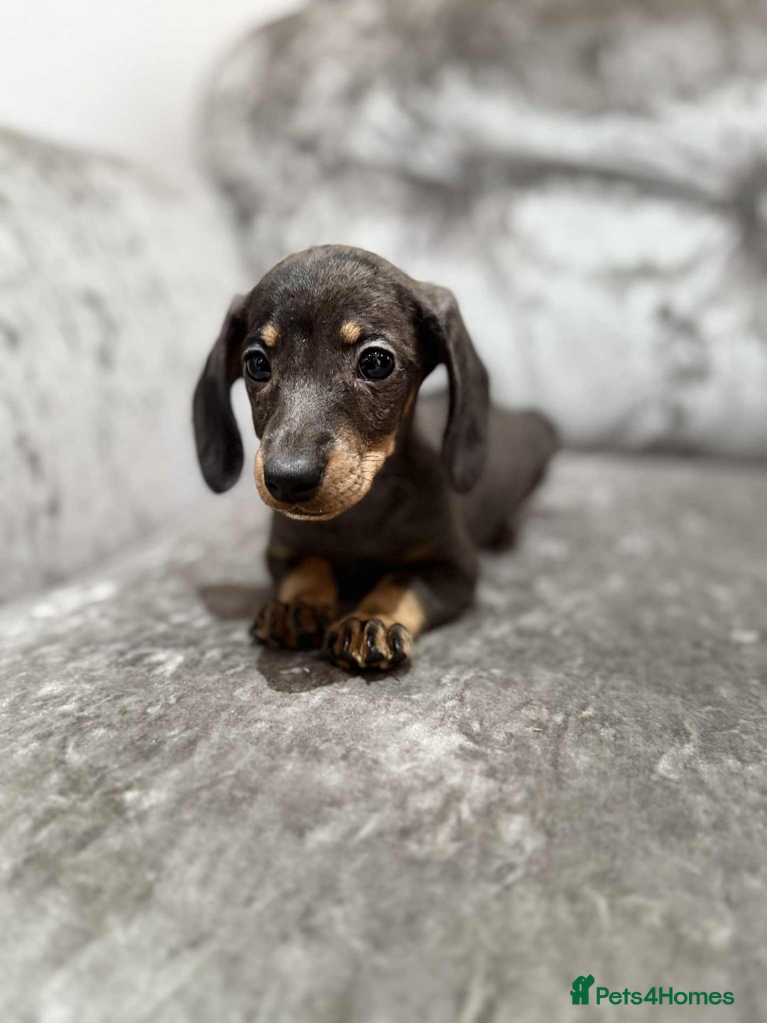 Dachshund dogs for sale: Miniature Dachshunds - Advert 9