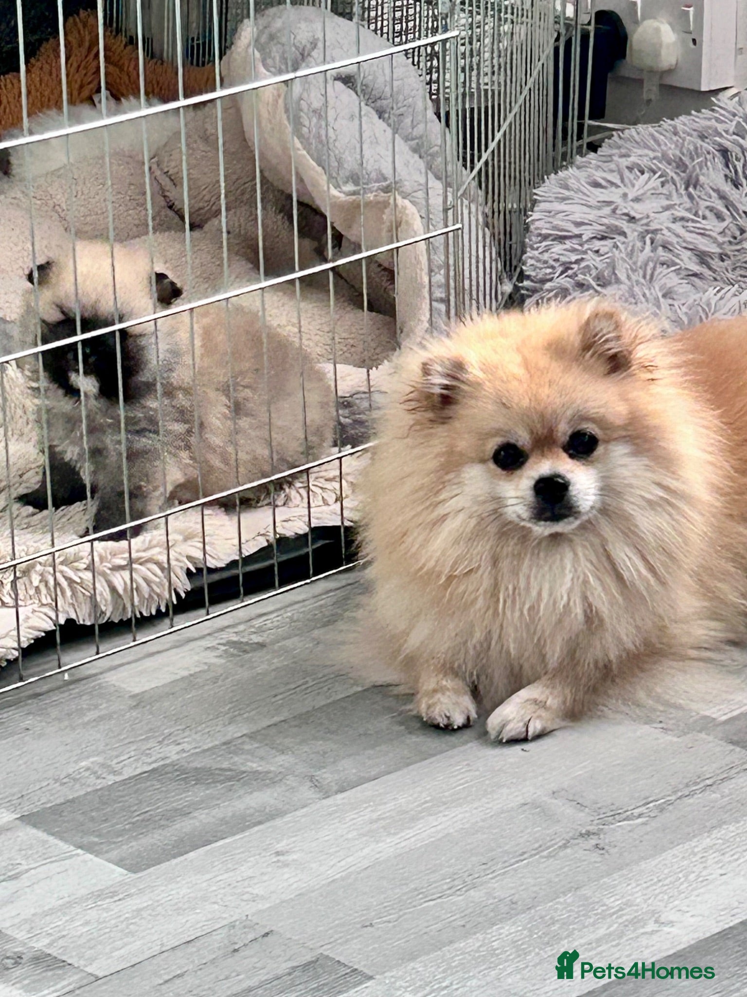 Pomeranian dogs Teddy bear Pomeranian  - Advert 1