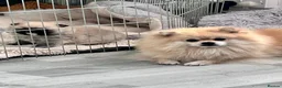 Pomeranian dogs for sale: Teddy bear Pomeranian  - Advert 1
