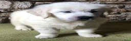 Golden Retriever dogs for sale: Lovely chunky cream puppies  - Advert 22