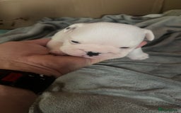 English Bulldog dogs for sale: 4 KC English Bulldog Puppies  - Image 18