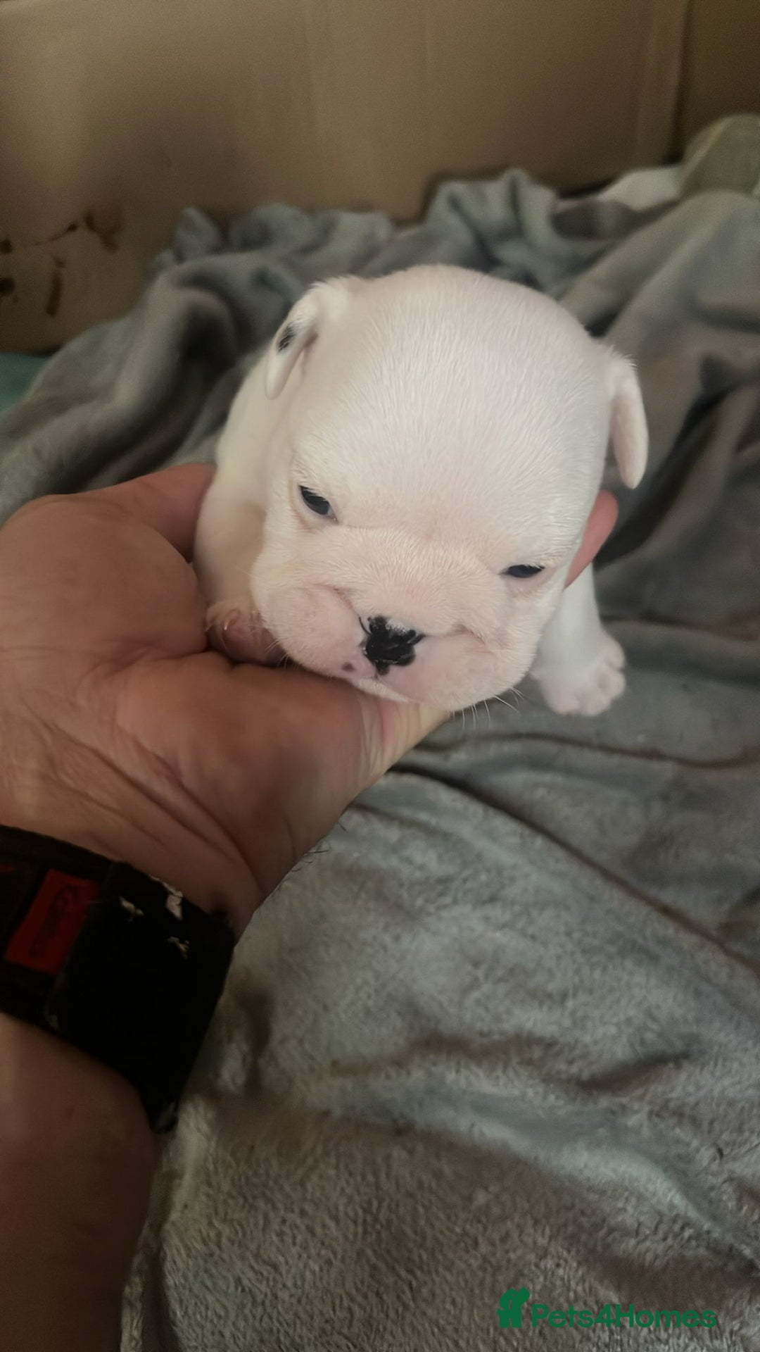 English Bulldog dogs for sale: 4 KC English Bulldog Puppies  - Image 18