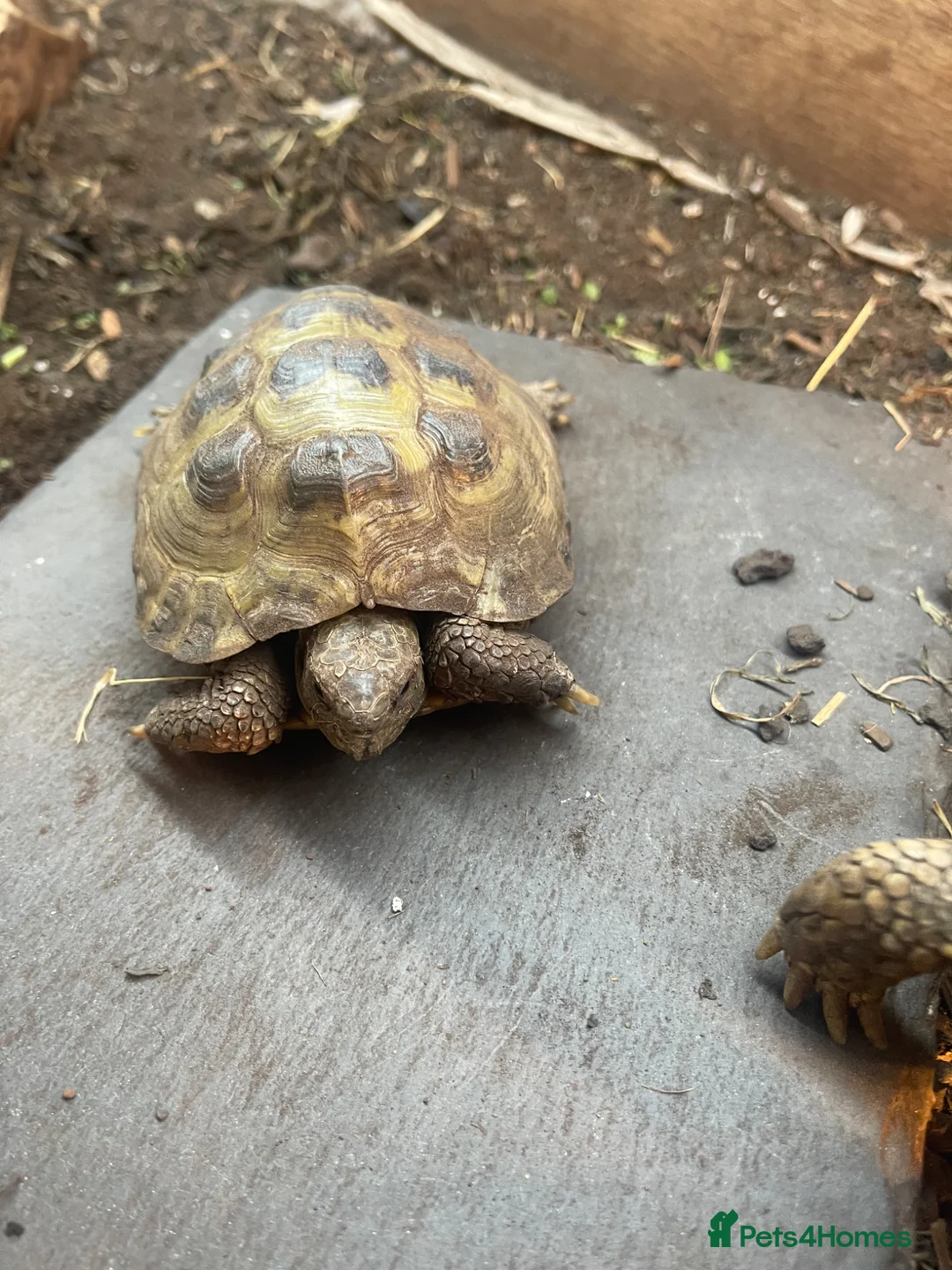 Tortoise reptiles for sale: 2 male horsfield tortoises  - Advert 4