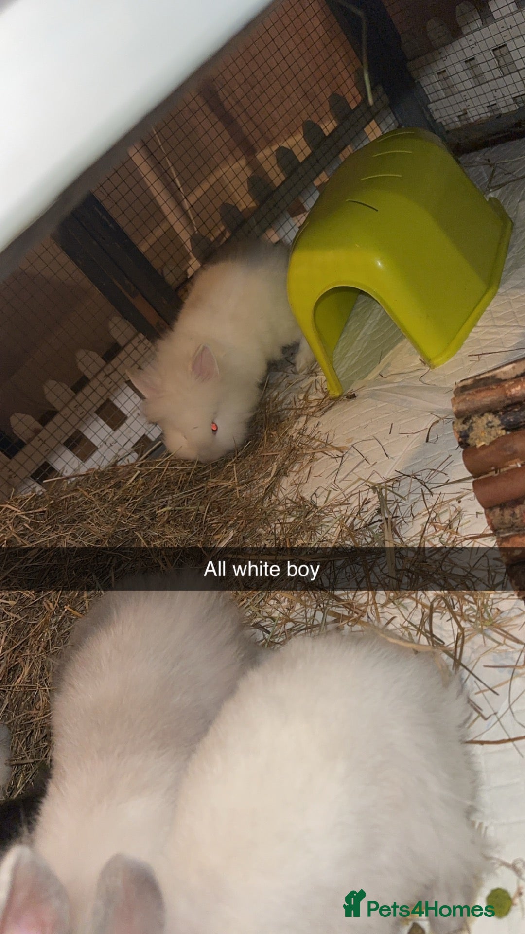 Lionhead rabbits Mixed lot of double main Lionhead bunnies 😍 - Advert 2