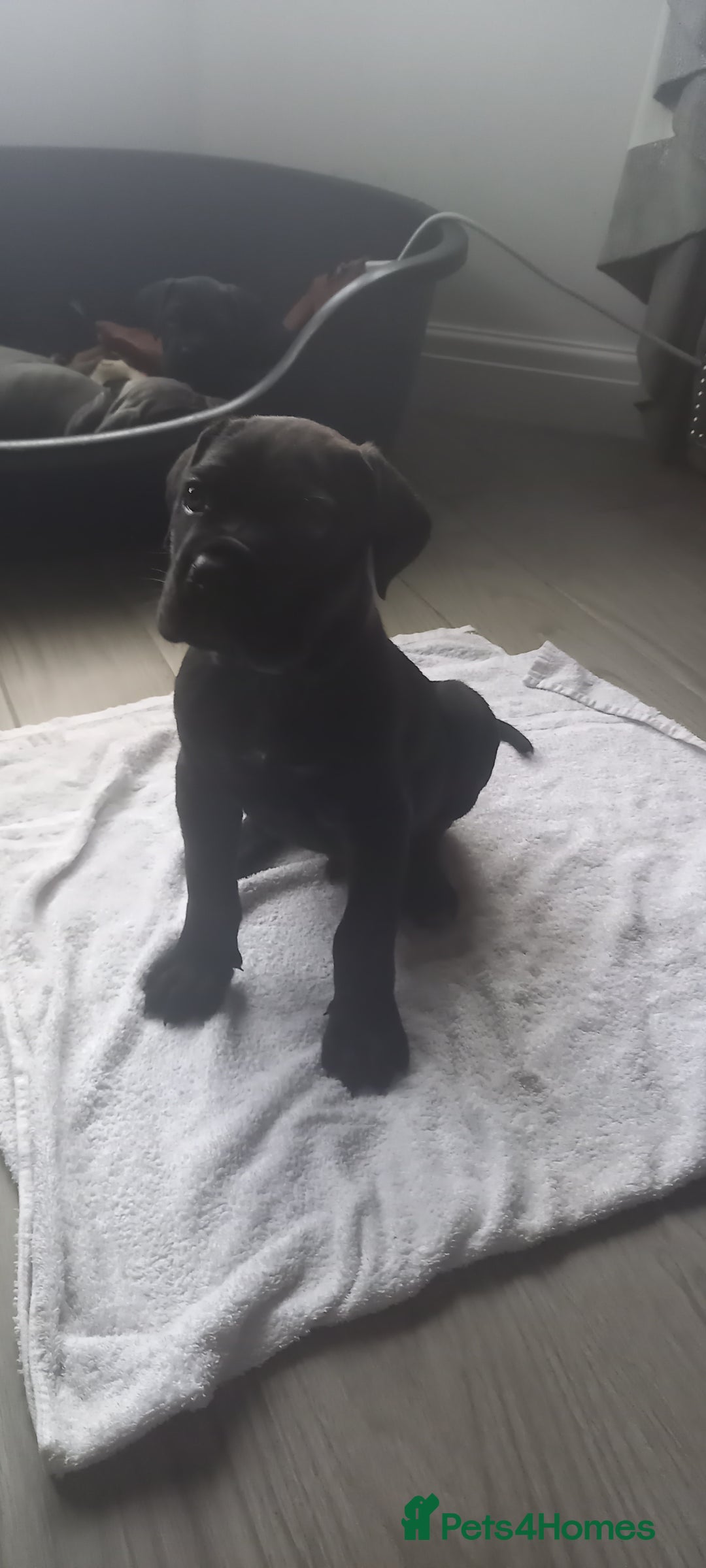 Cane Corso dogs for sale: ONE & ONLY UK LITTER DEL DYRIUM BLOOD LINES  🖤  - Advert 35