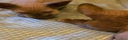 Sphynx cats for sale: Sphynx kittens 2 girls 1 boy - Advert 13