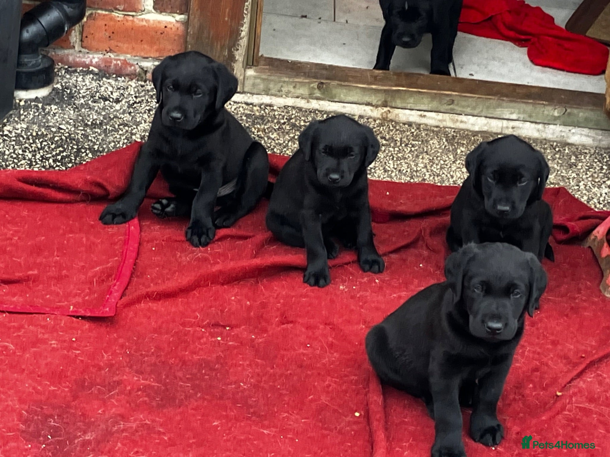 Labrador Retriever dogs Quality bred, cared for puppies. Boys available - Advert 1