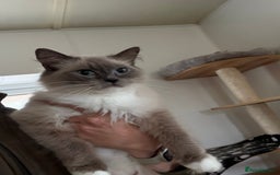Ragdoll cats for sale: Gorgeous fluffy and friendly kittens  - Image 15