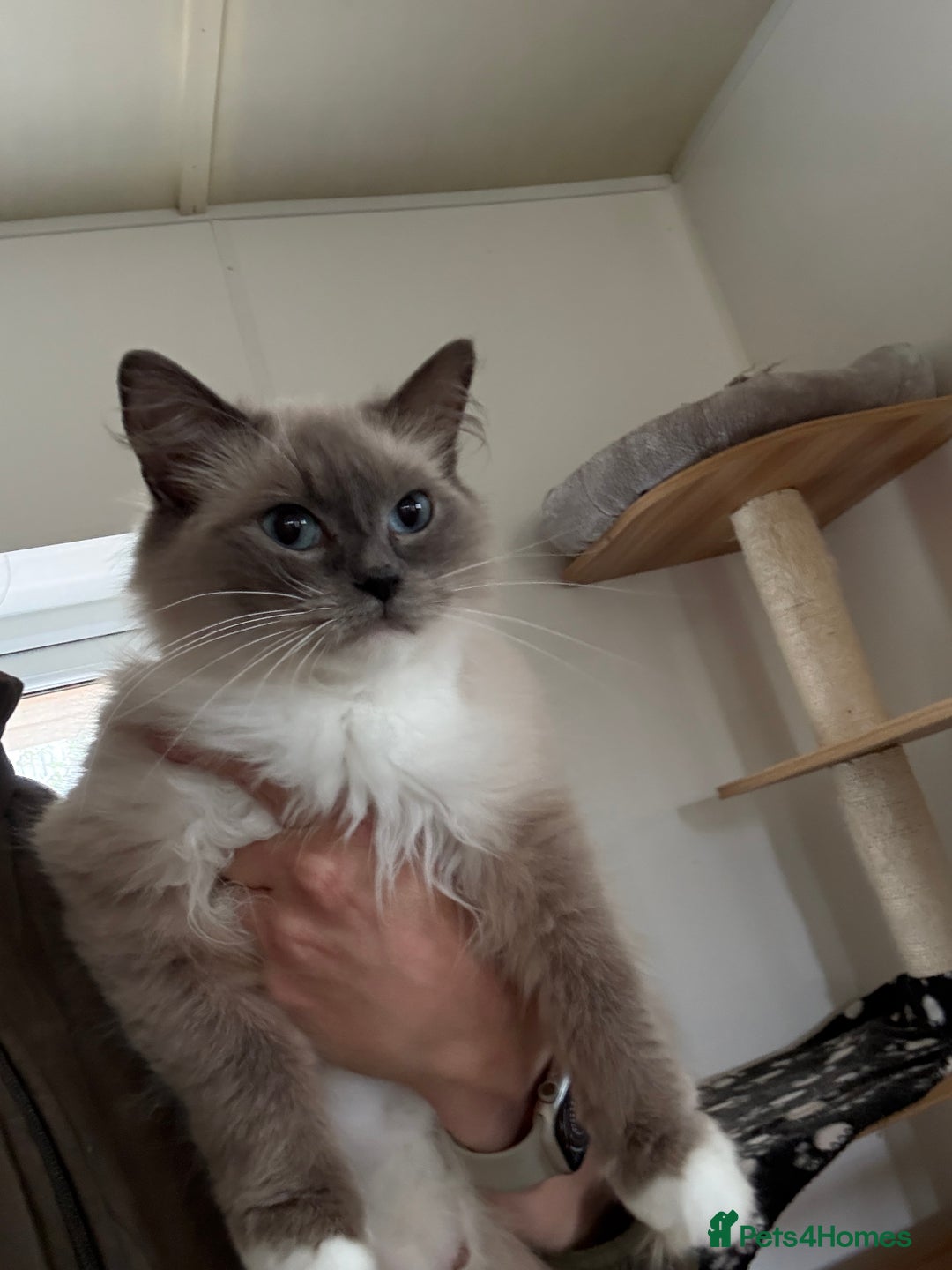 Ragdoll cats for sale: Gorgeous fluffy and friendly kittens  - Image 15