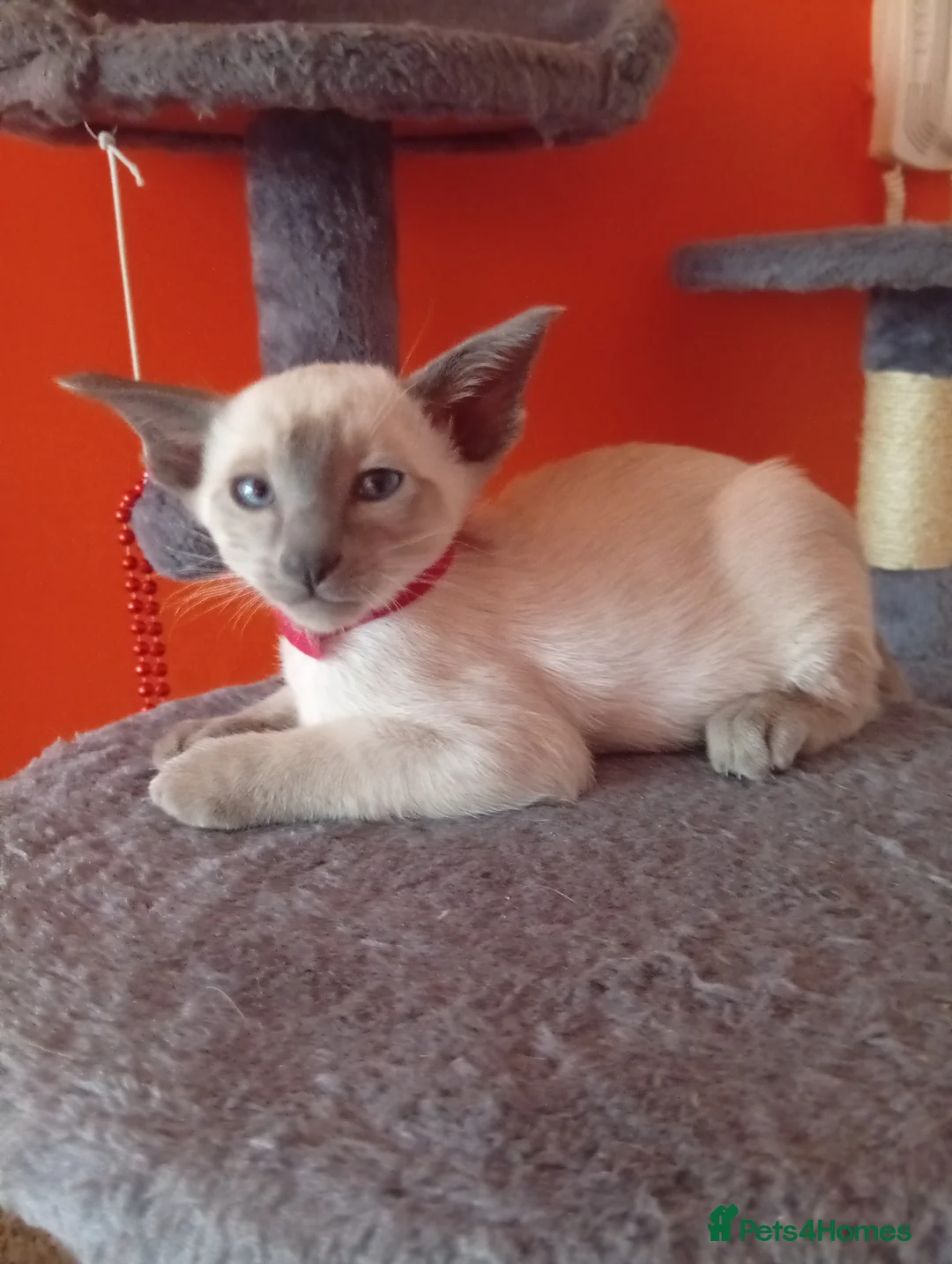 Siamese cats for sale: Gorgeous Siamese kittens!! - Advert 9