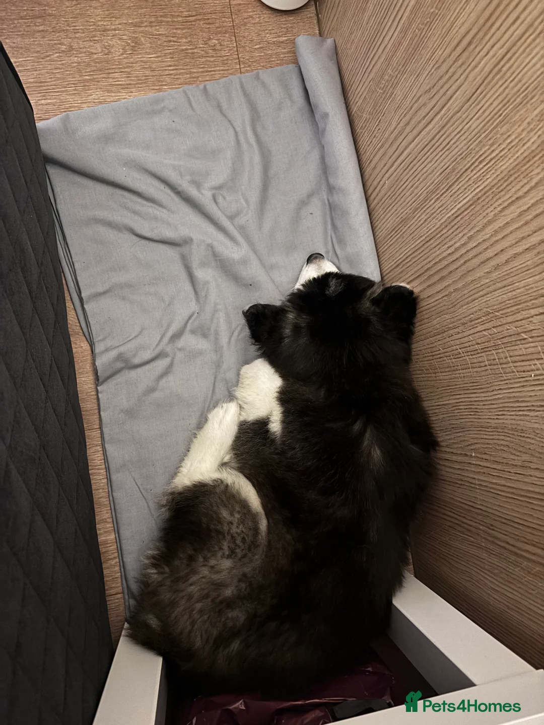 Siberian Husky dogs for sale: Pedigree Siberian husky for sale  - Advert 3