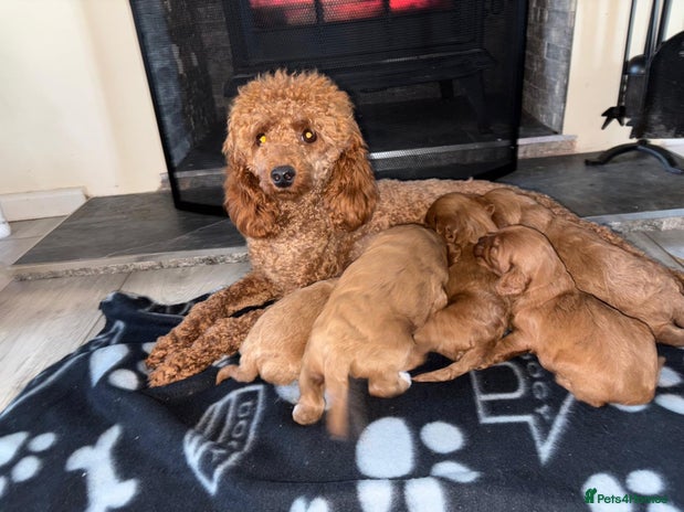 Cavapoo dogs Stunning cavapoo puppy 🐶 - Advert 1