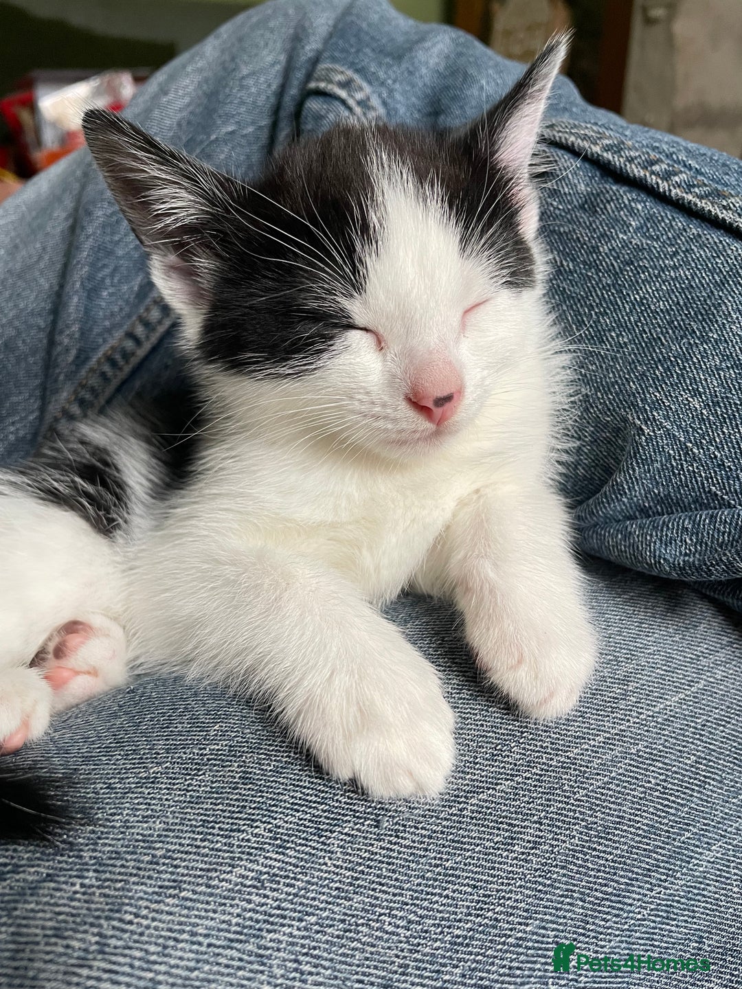 Mixed Breed cats for sale: Adorable kittens ready for  **   - Advert 11