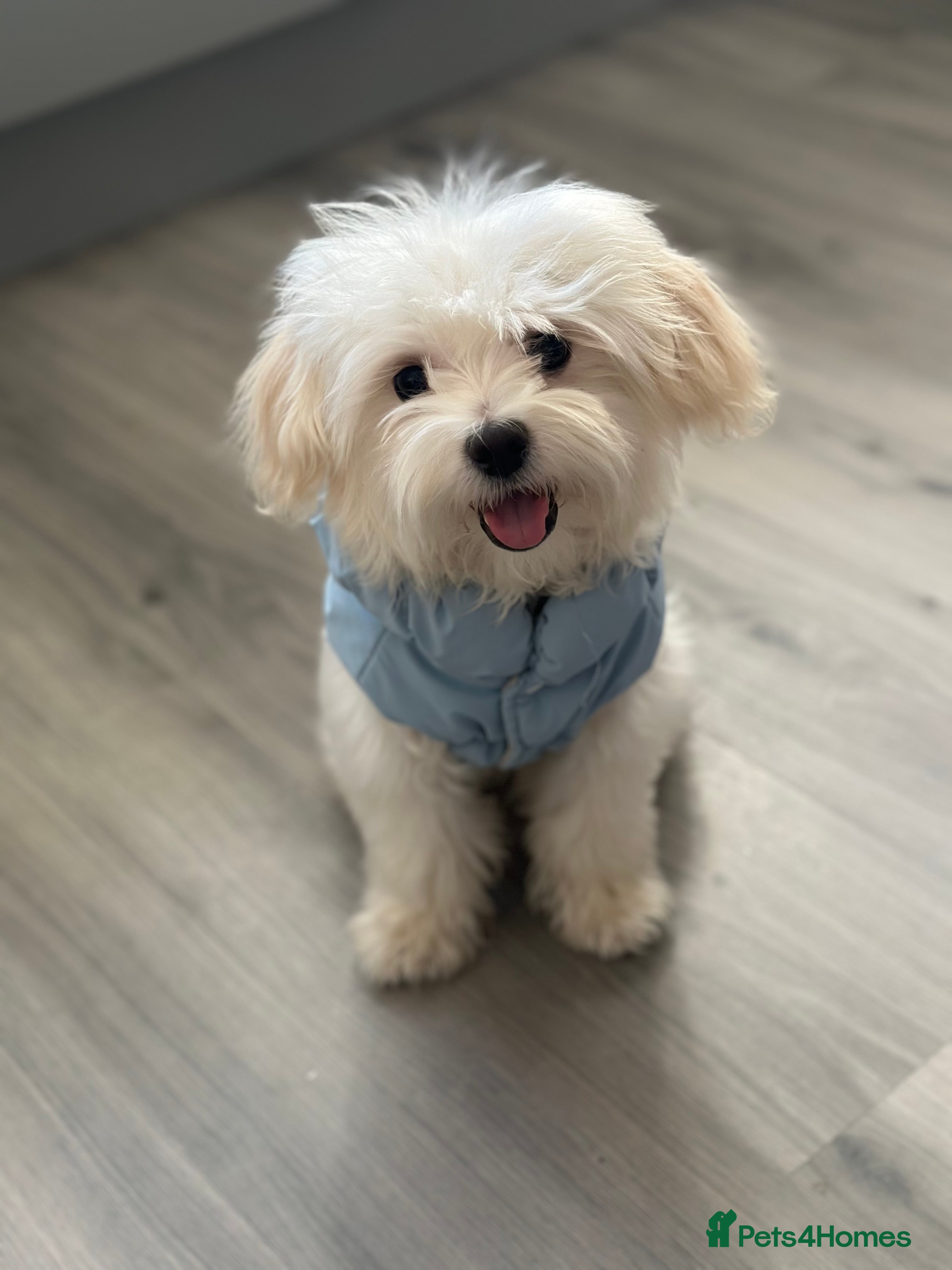 Maltipoo dogs Matipoo puppy  for rehoming - Advert 1