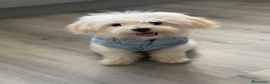 Maltipoo Puppy 