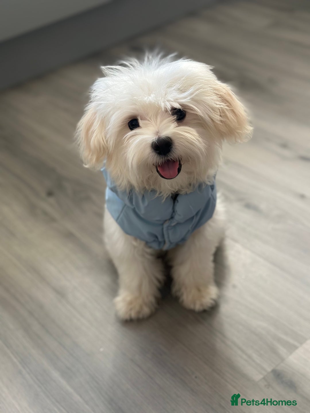 Maltipoo dogs for sale: Matipoo puppy  for rehoming - Advert 1