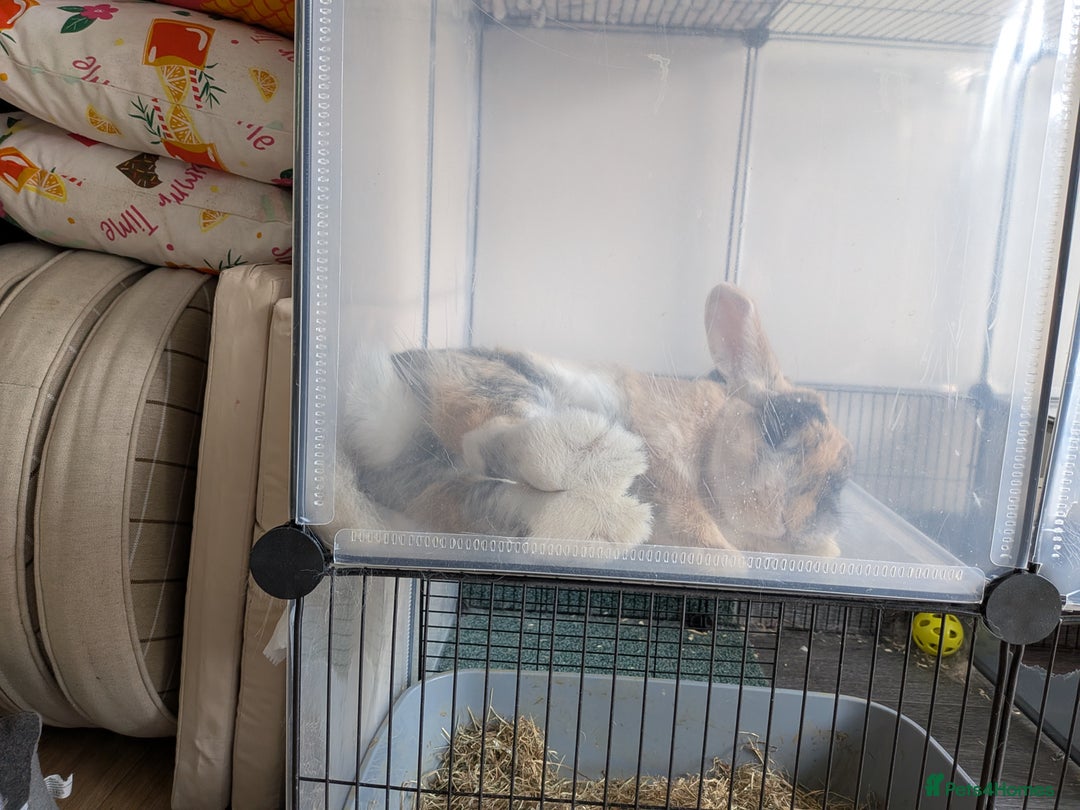 Mixed Breed rabbits for sale: Toffee - Advert 6