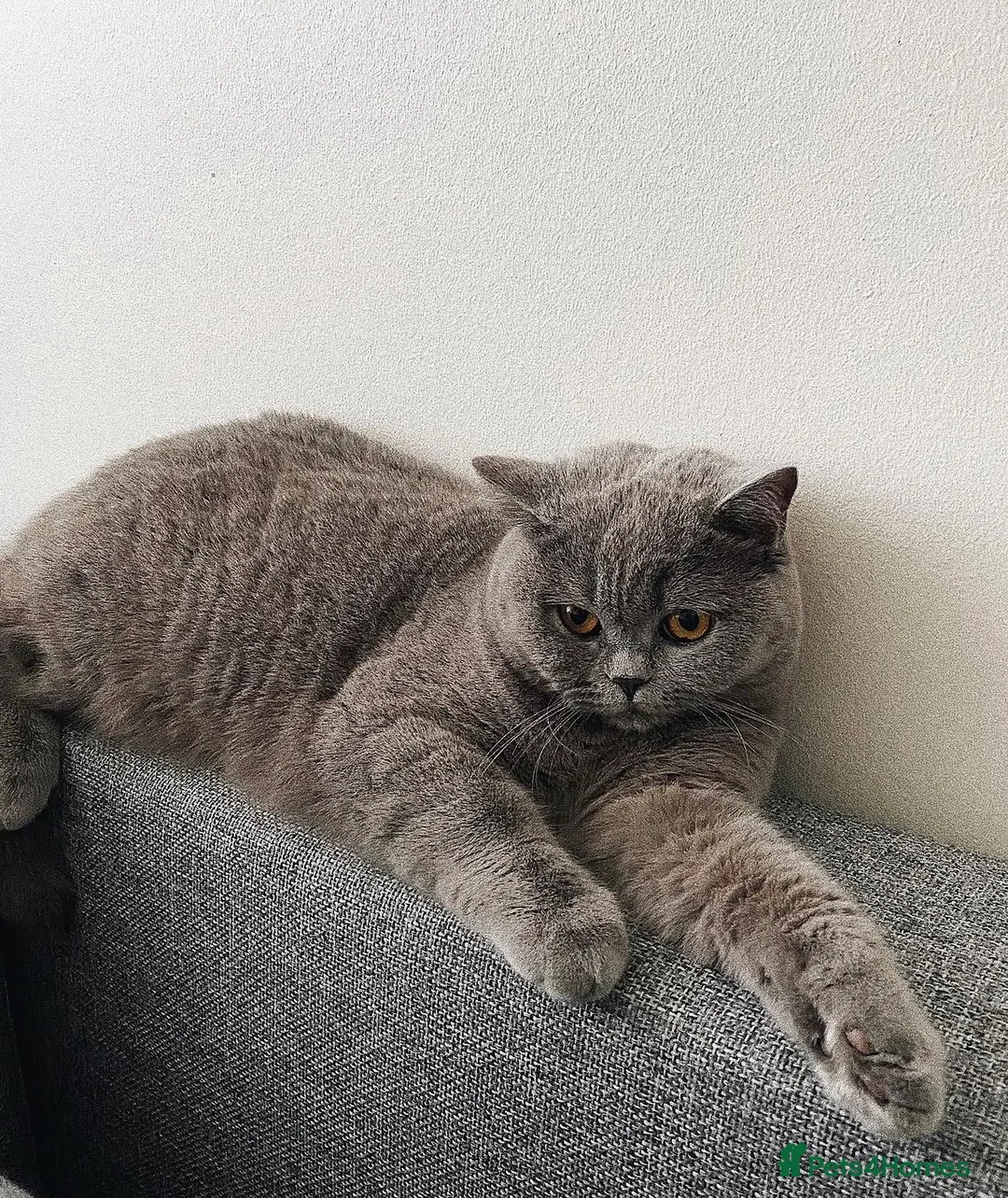 British Shorthair cats for sale: Beautiful female British shorthair kitten - Advert 12